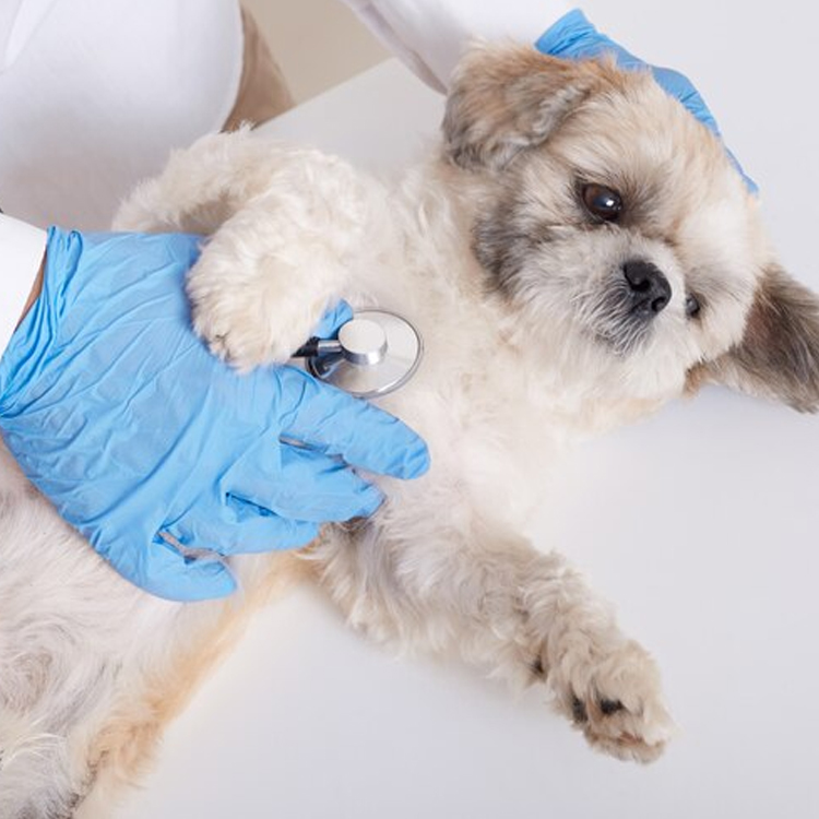 Dog Vaccinations Los Angeles