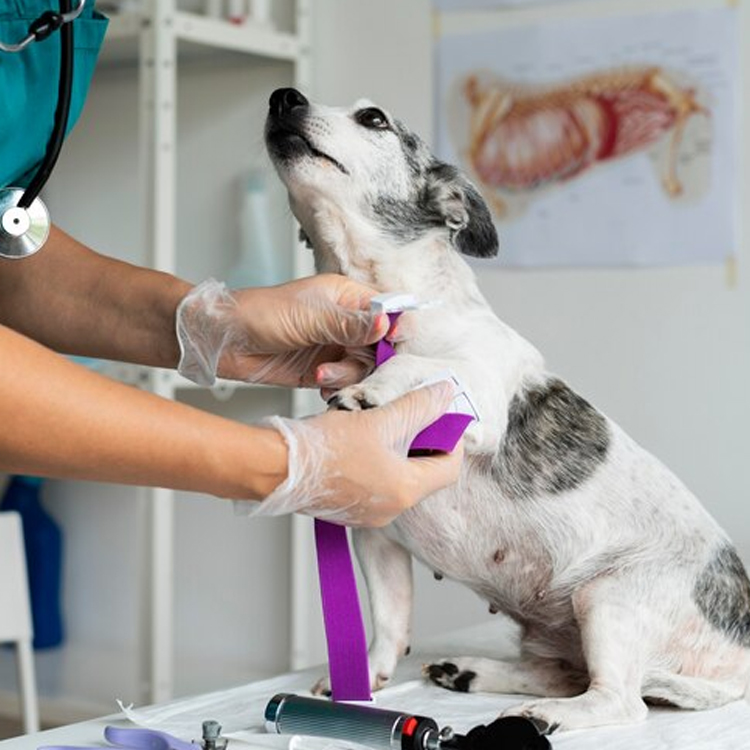 Dog Vaccinations Los Angeles